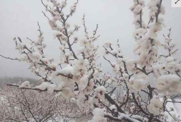 北京多地下雪 美如畫！北京多地下雪 門頭溝、房山等地出現(xiàn)降雪