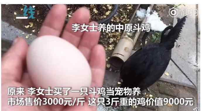 寵物雞 驚呆了!9000元寵物雞被偷什么情況?詳情始末曝光這真相讓人想哭