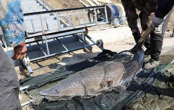 魚子 天價!68條魚600萬 "鱘鰉魚"魚子醬達30萬美元是1公斤黃金價格的2倍