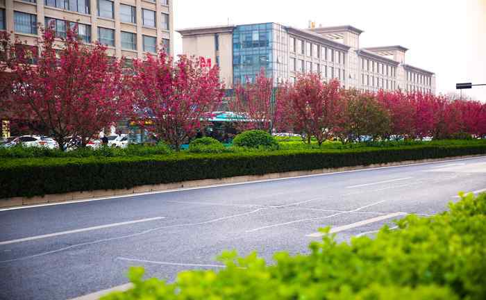 賞花感言 賞花明湖東路 感受“一步一景、步移景異”