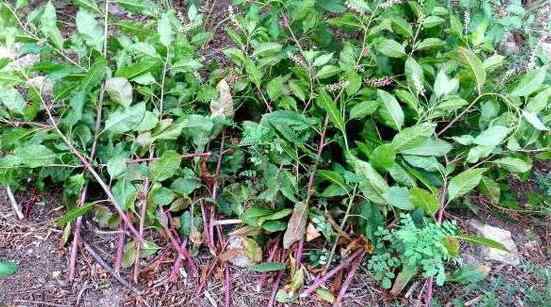 野麻草 摘野菜住進ICU  紫紅色根莖“野天麻草”學名商陸毒性強