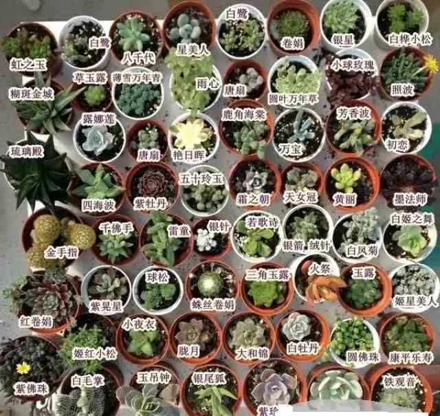 1000種多肉植物圖鑒 實用|終于收齊150種多肉植物圖鑒，再也不愁叫不出名字了