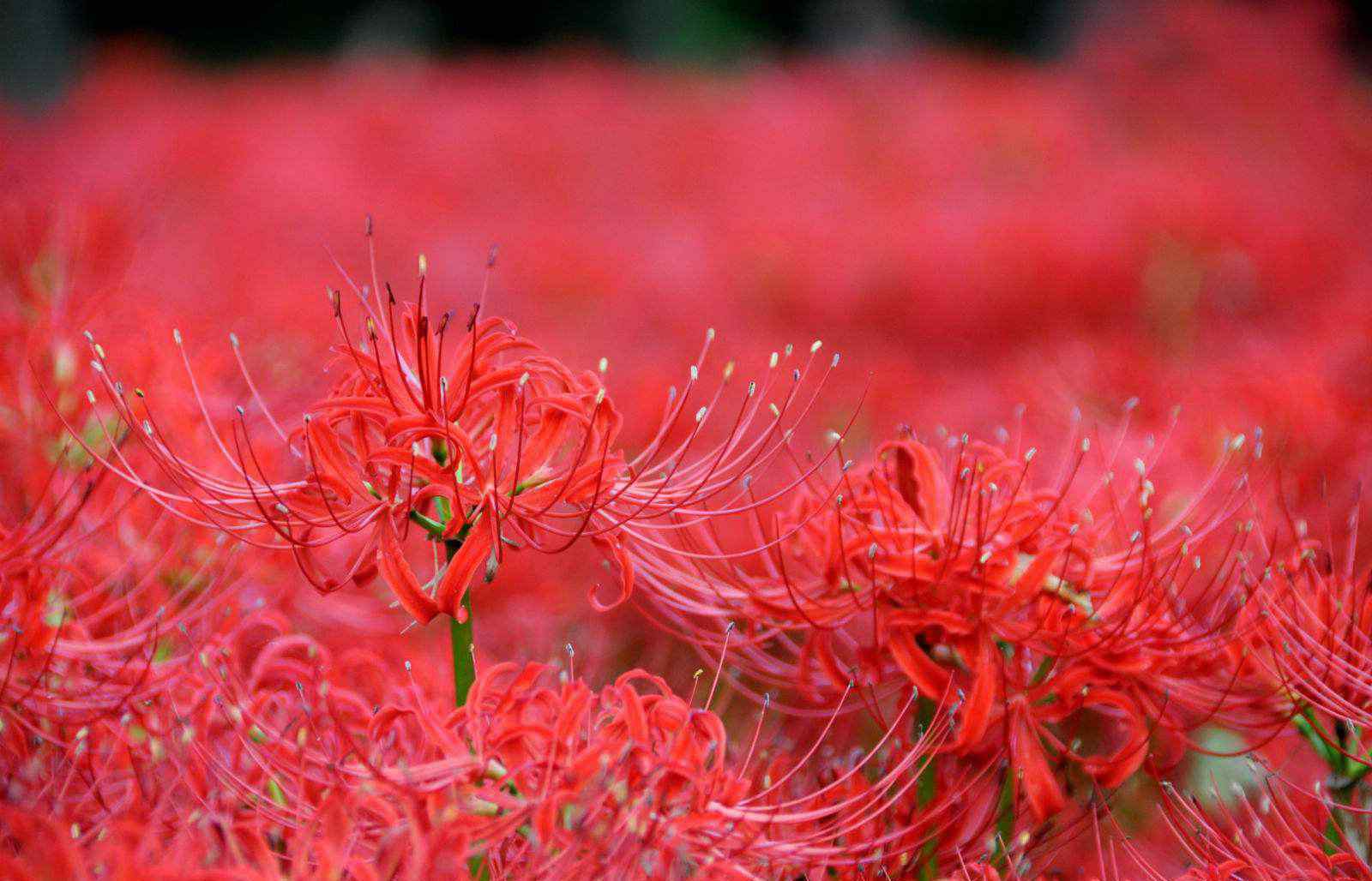 彼岸花的花語 彼岸花傳說的由來 彼岸花花語是什么