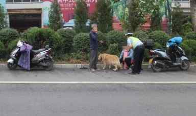 老交警教你處理撞人 憑一撮狗毛破獲肇事逃逸案！厲害了濟(jì)南交警！