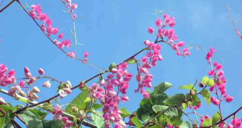 黃金葛 黃金葛是生命力很頑強(qiáng)的風(fēng)水植物