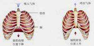 橫膈膜 為什么人吸氣時(shí)膈肌收縮,橫膈膜反而下降