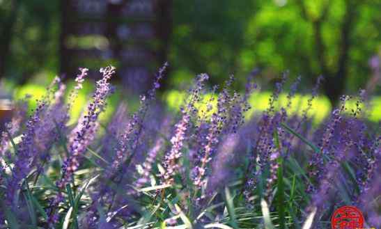 蘭花三七 植物園里"蘭花三七"魅力釋放 花開絢爛