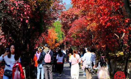 濟(jì)南紅葉谷 賞紅葉，還是濟(jì)南紅葉谷