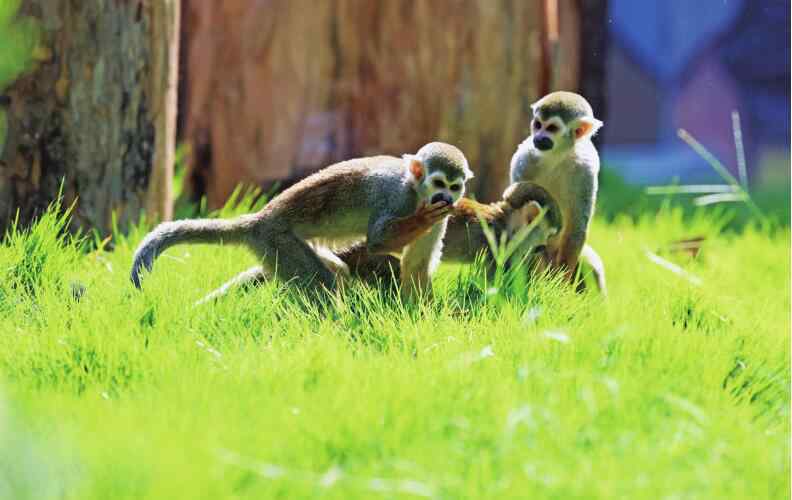 濟(jì)南動(dòng)物園 濟(jì)南動(dòng)物園：“小動(dòng)物樂(lè)園”開(kāi)園