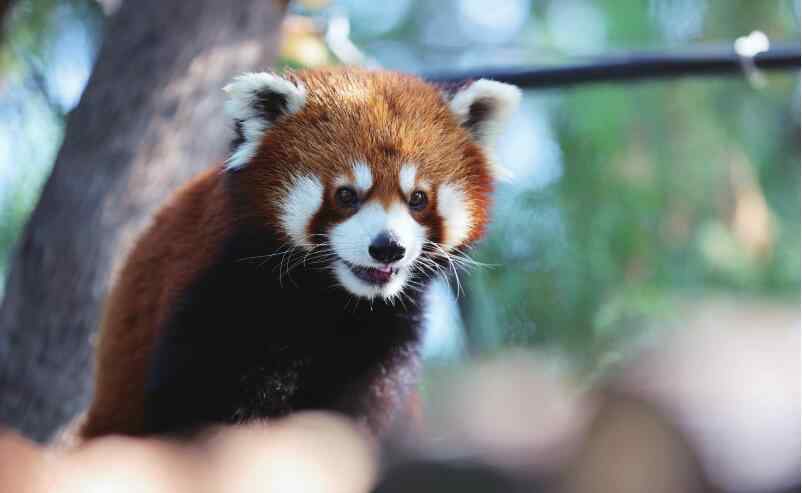 濟(jì)南動(dòng)物園 濟(jì)南動(dòng)物園：“小動(dòng)物樂園”開園