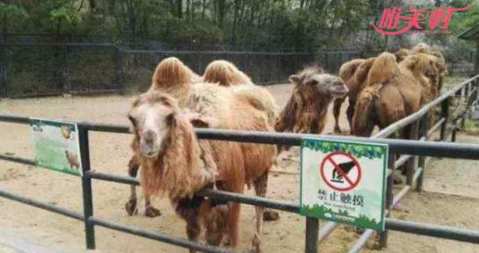 駱駝毛 大媽逛動物園薅駱駝毛 這特殊癖好也是醉了