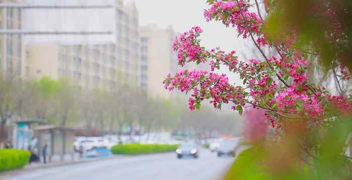 賞花感言 賞花明湖東路 感受“一步一景、步移景異”