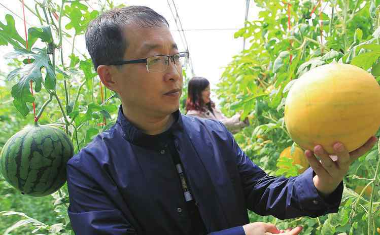 西瓜重茬十年種植 栽培面積10萬余畝 設(shè)施西瓜已成為我市農(nóng)業(yè)特色產(chǎn)業(yè)