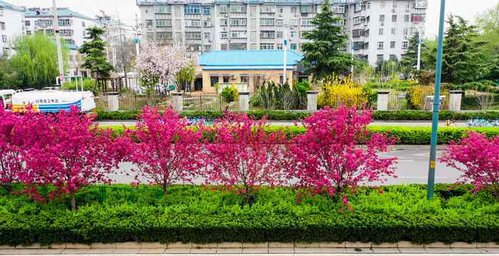 賞花感言 賞花明湖東路 感受“一步一景、步移景異”