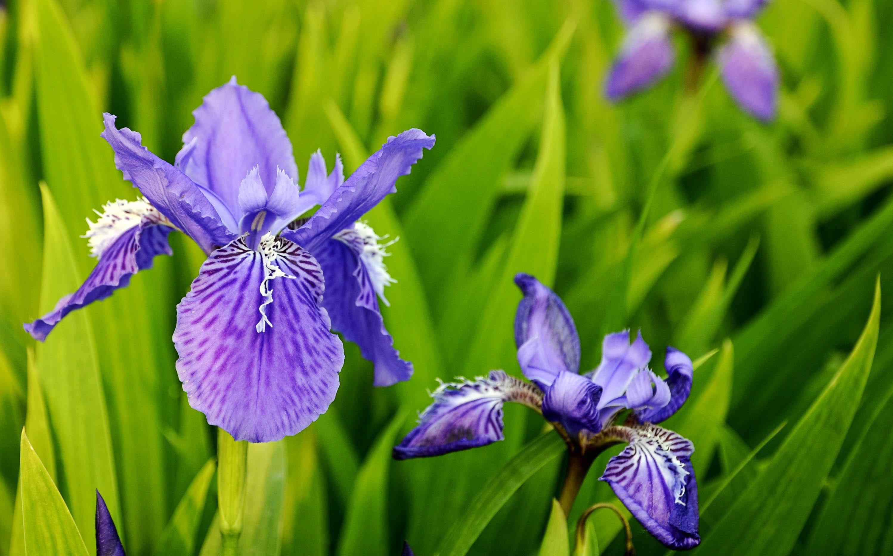 又什么又什么的花朵 春天有什么花開 常見的盛開在春天的五種花朵