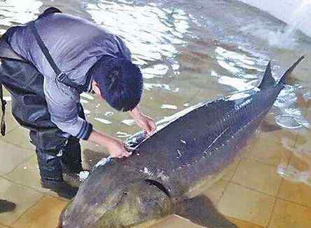 魚子醬是什么魚的卵 殘忍！68條魚600萬 魚子醬被稱為"黑黃金" 雌性鱘鰉魚是如何取卵的？