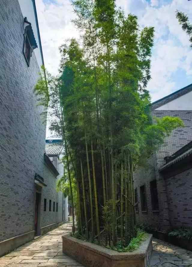 香椿樹在風(fēng)水上的說法 竹子護(hù)宅，香椿辟邪，你家的植物風(fēng)水對嗎？