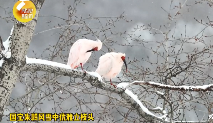 優(yōu)雅！朱鹮雪中站立枝頭 美如花鳥畫 網(wǎng)友：不愧是“東方寶石”