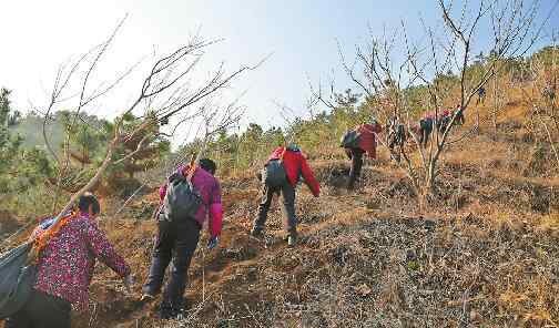 綠化樹木 南山綠化樹種不是簡單問題 植什么樹造什么林南山才更綠