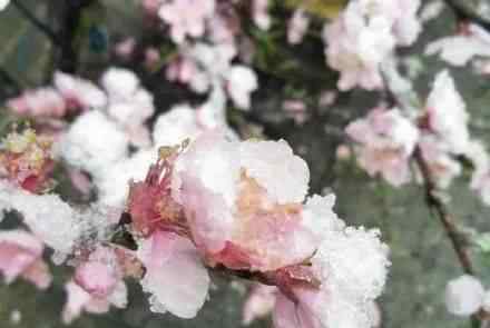 鄭州下雪了 河南這些地方下雪了！現(xiàn)實(shí)版三月桃花雪美呆了……