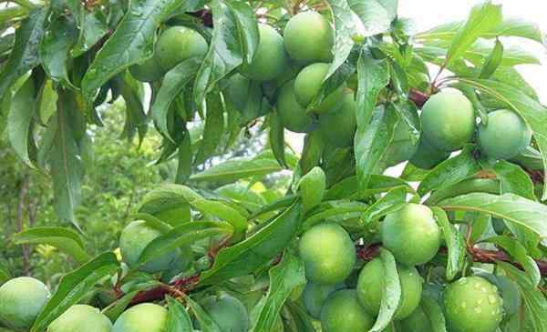 蜂糖李子樹苗 蜂糖李子樹苗種植技術(shù)