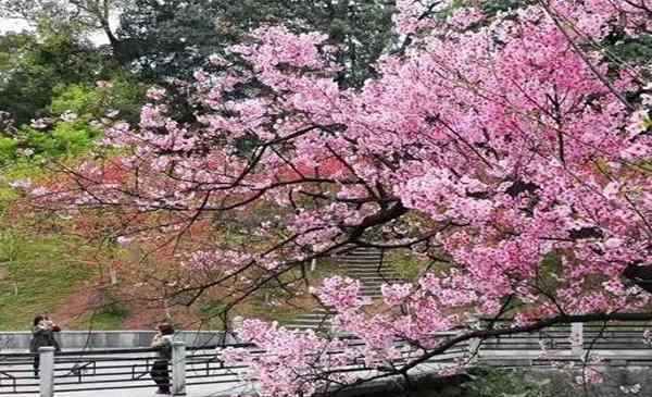 桂林南溪山公園 2020桂林南溪山公園櫻花什么時(shí)候開 門票多少錢