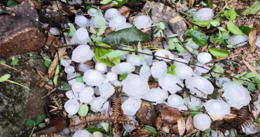 李俊虎 上杭多地遭冰襲擊，受損嚴重