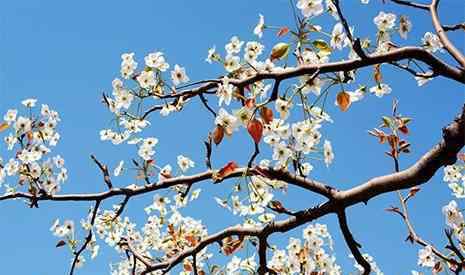 魏縣梨花節(jié) 2019河北魏縣梨花節(jié) 地點+路線+游玩攻略