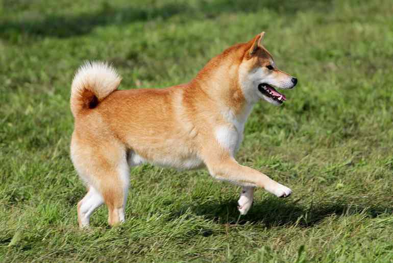 秋田犬和柴犬的區(qū)別 正宗秋田犬多少錢一只 秋田犬和柴犬有什么區(qū)別