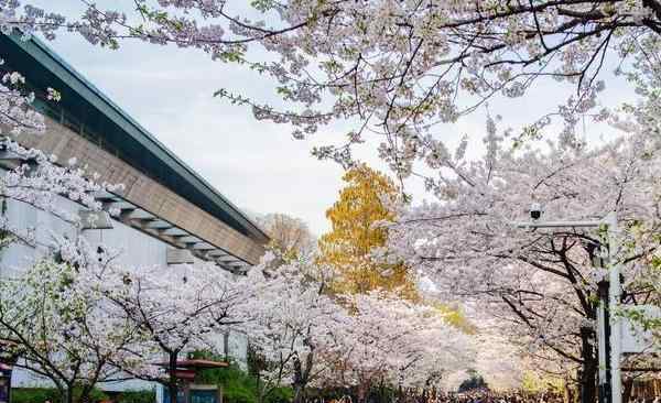 雞鳴寺櫻花開(kāi)放時(shí)間 2020雞鳴寺櫻花開(kāi)放時(shí)間是幾月份