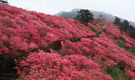 麻城杜鵑花節(jié) 2019麻城龜峰山杜鵑花節(jié)時(shí)間+門(mén)票+優(yōu)惠政策