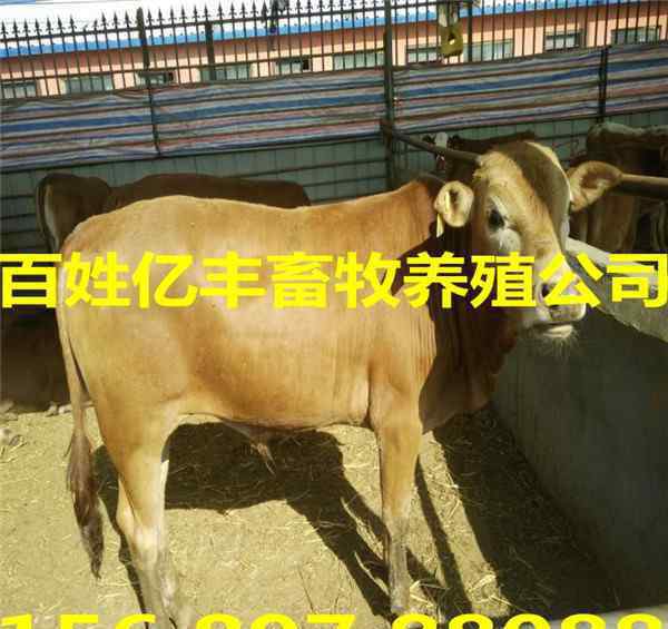 肉牛崽價格 今日400斤牛犢價格表最新報價AX