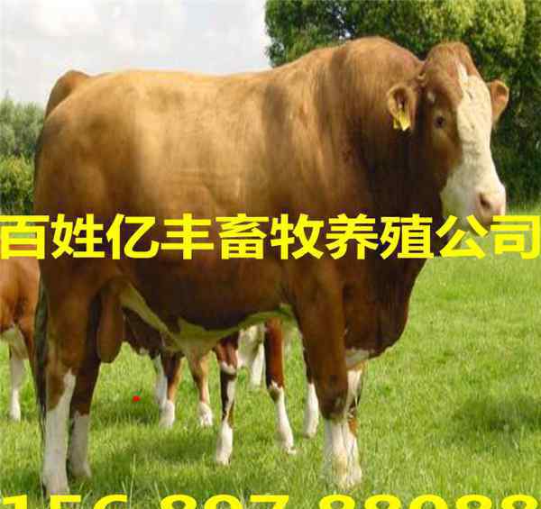 肉牛崽價格 今日400斤牛犢價格表最新報價AX