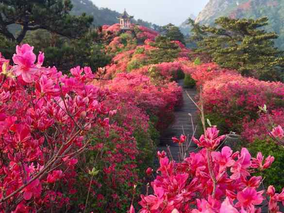 麻城杜鵑花節(jié) 2019麻城龜峰山杜鵑花節(jié)時(shí)間+門(mén)票+優(yōu)惠政策