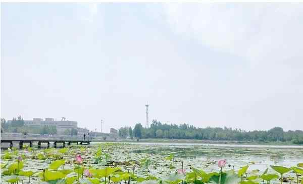 河北衡水湖 2020河北衡水湖旅游攻略 門票交通景點介紹