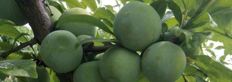 蜂糖李子樹苗 蜂糖李子樹苗種植技術(shù)