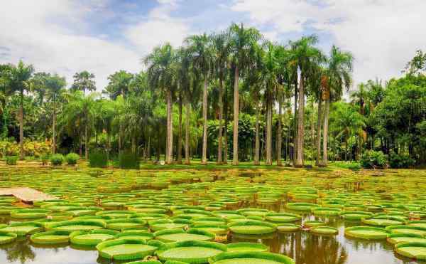 南亞熱帶植物園 2020湛江南亞熱帶植物園門票天氣地址及游玩攻略