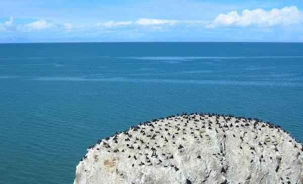 鸕鶿島 2020鸕鶿島旅游攻略 門票交通天氣