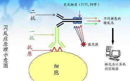 免疫組化技術(shù) 免疫組化技術(shù)