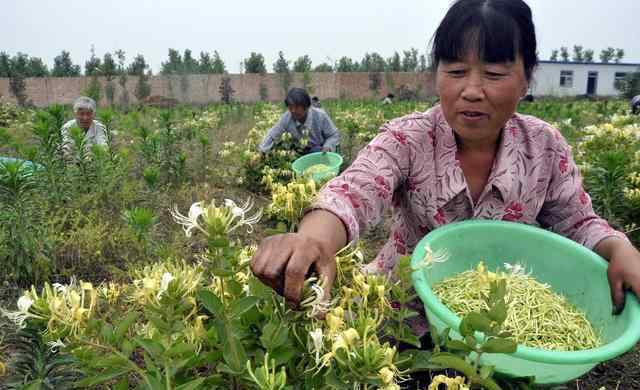 金銀花什么時(shí)候開花 金銀花的7個(gè)花期您知道嗎，如何確定最佳的采摘時(shí)期？