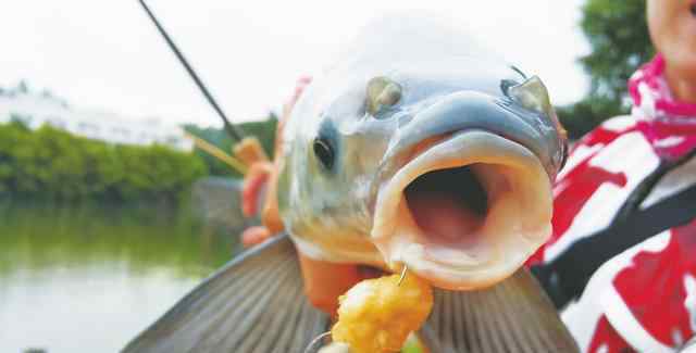 釣青魚 今天跟著老釣魚人換個方式釣青魚、草魚，真是開了眼界了