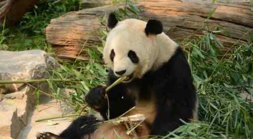 城管動(dòng)物園執(zhí)法 2018城管動(dòng)物園執(zhí)法內(nèi)容是什么 動(dòng)物園為什么禁止投喂