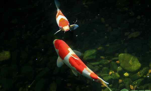 家養(yǎng)錦鯉自己會繁殖嗎 錦鯉的繁殖方法及魚苗培育技術