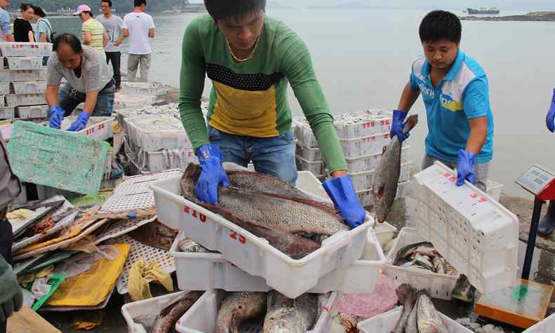 金鯧魚(yú)的營(yíng)養(yǎng)價(jià)值 金鯧魚(yú)多少錢(qián)一斤 金鯧魚(yú)有哪些營(yíng)養(yǎng)價(jià)值