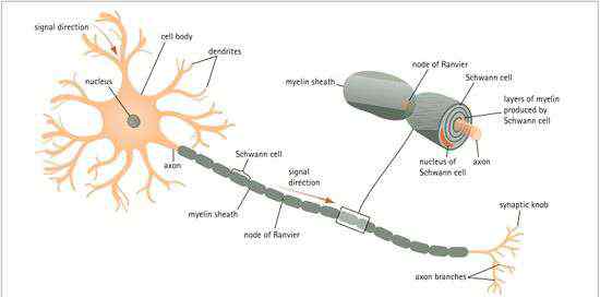 髓鞘 如何讓大腦變得更聰明？