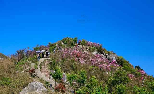 驛站的風(fēng)景畫 驚艷朋友圈！這座山上竟藏了漫山遍野的杜鵑花，美爆了