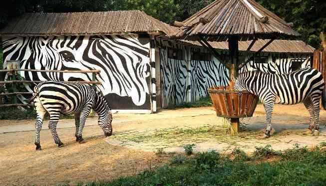 城管動(dòng)物園執(zhí)法 2018城管動(dòng)物園執(zhí)法內(nèi)容是什么 動(dòng)物園為什么禁止投喂