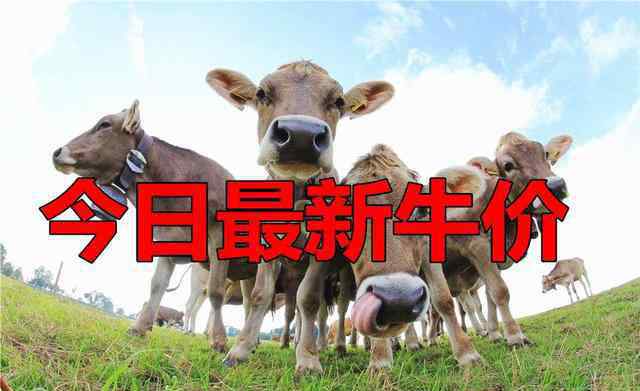 肉牛最新價格 今日最新牛價：今日最新肉牛，活牛價格，今日最新牛價行情