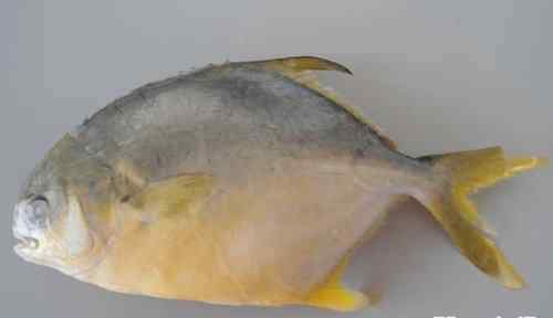 鯧魚(yú)多少錢一斤 金鯧魚(yú)一斤多少錢？