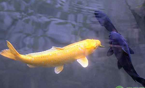 家養(yǎng)錦鯉自己會繁殖嗎 錦鯉的繁殖方法及魚苗培育技術